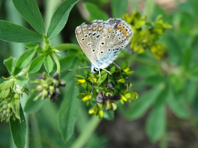 butterfly again.