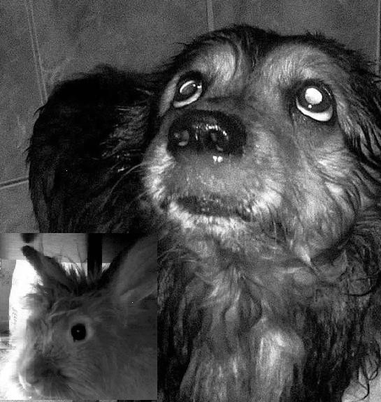 Moje sodziaki;**