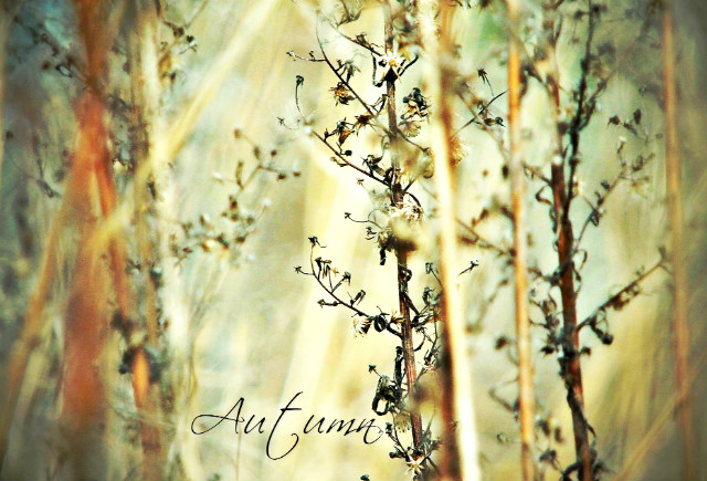 Autumn.
