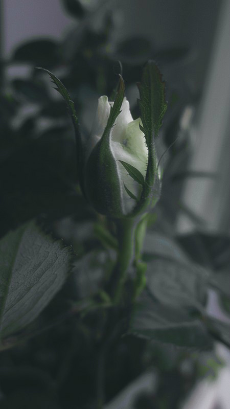 i grow ;)