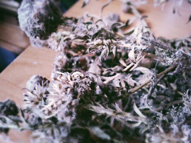 spleniao.
