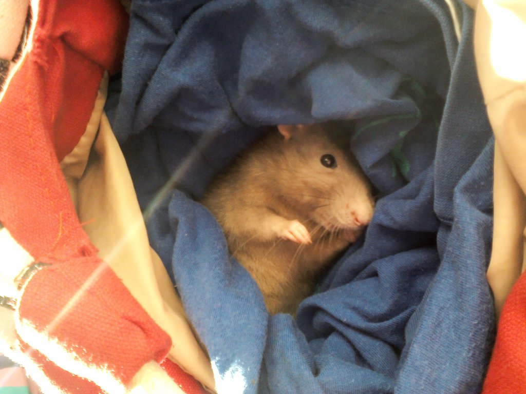 Chorowitka Nasza