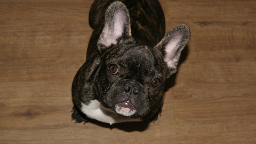 Mj Pysiaczek ' Tyson'