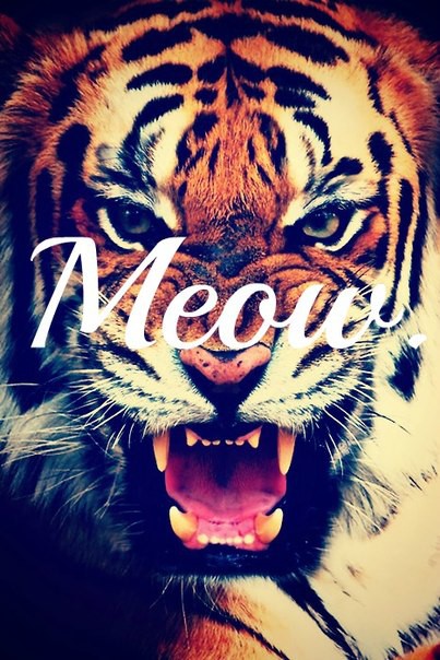 MEOW  &#9829; .&#9829; 