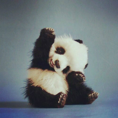 panda 