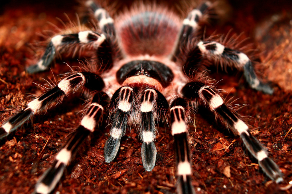 Acanthoscurria geniculata