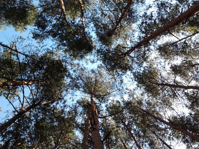 forest