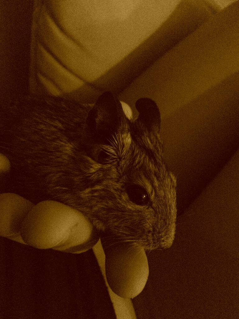 Maksio :)