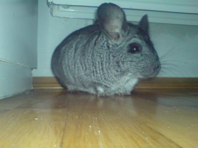 bebzun