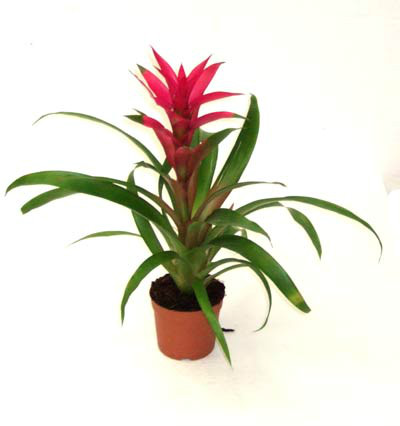 11. Guzmania