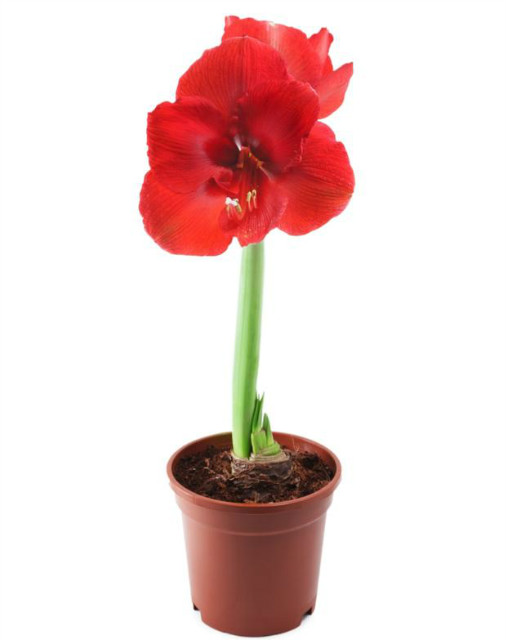 12. Hippeastrum, zwartnica