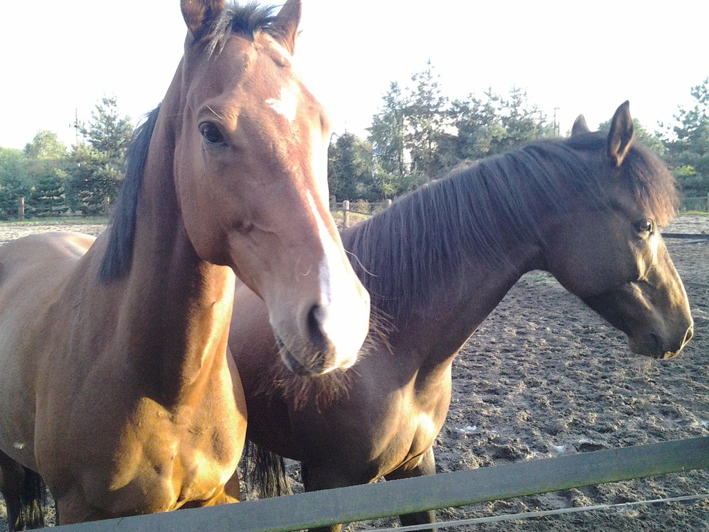 Maciek & Celt :)