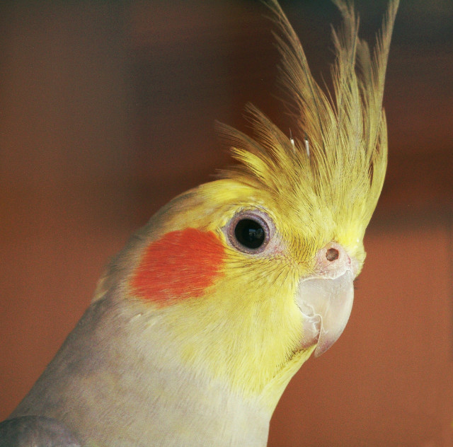 Papuga:P