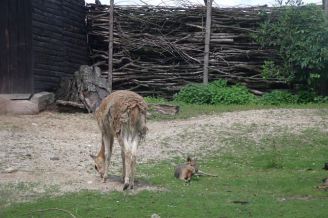 Mara i Lama