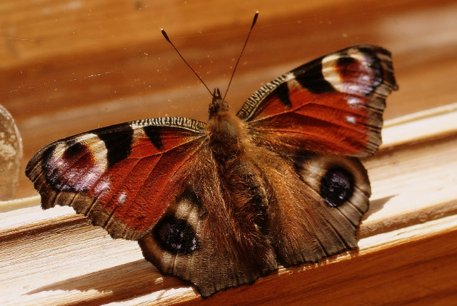 Motyl