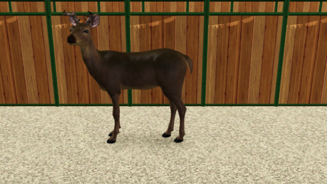 Jelonek Bambi :) 