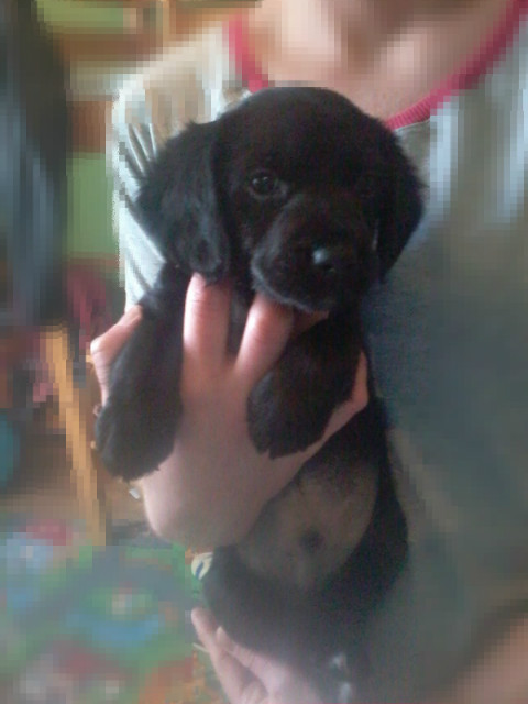 Psiaczeek ; *