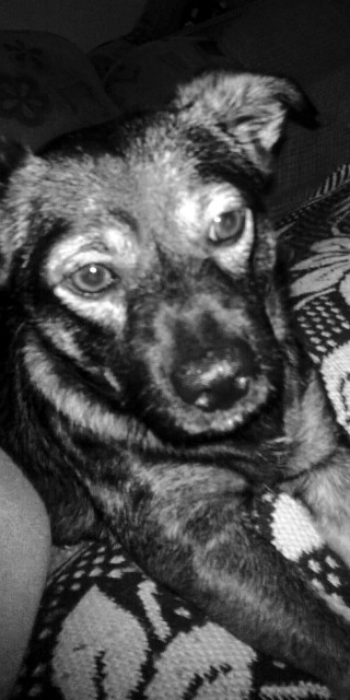 Tyson 