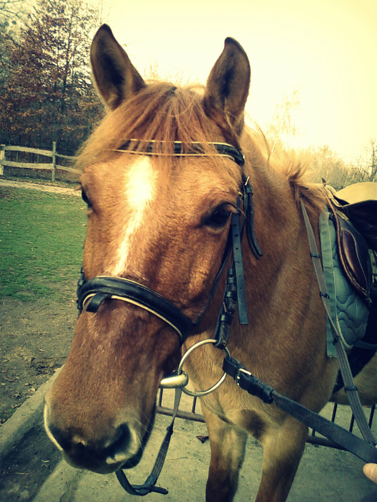 Klapsio.
