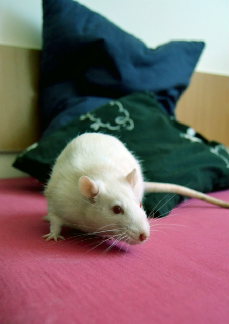 Lila