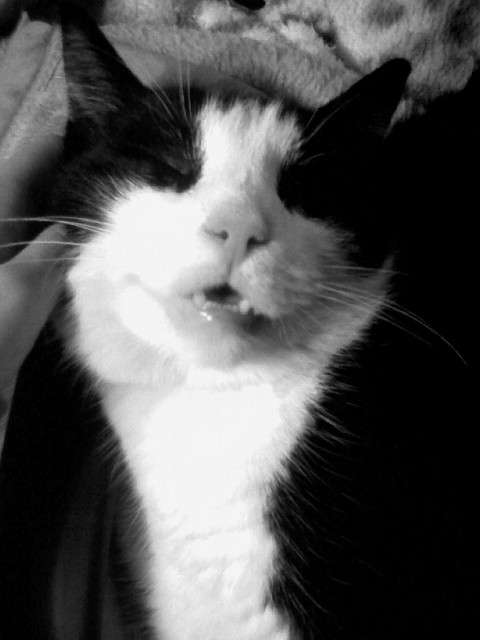 kote mj