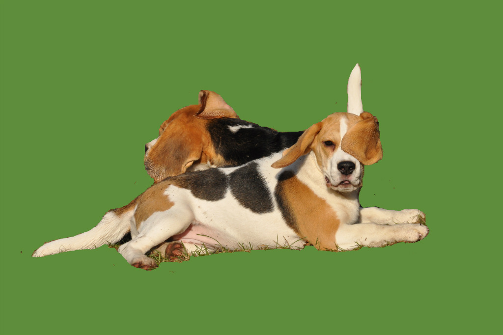 Moje beagle