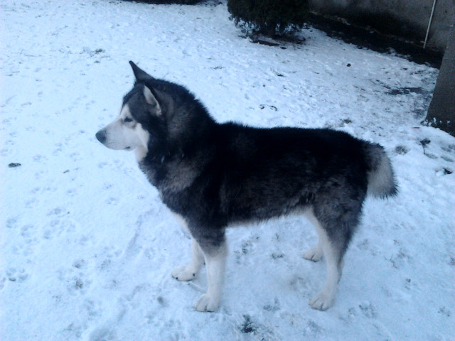 Aron ;* 