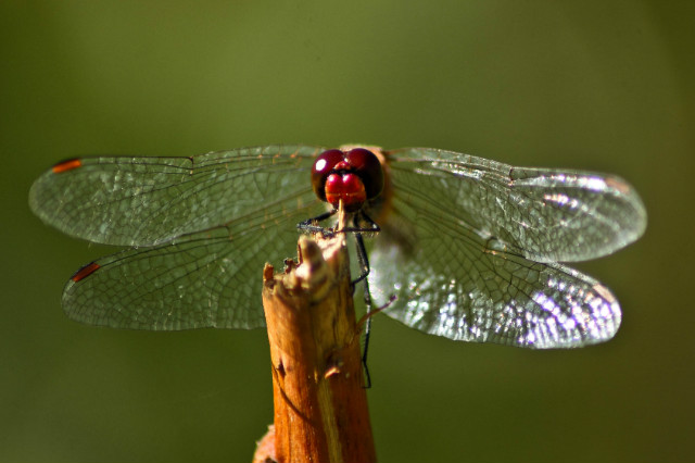 Dragonfly