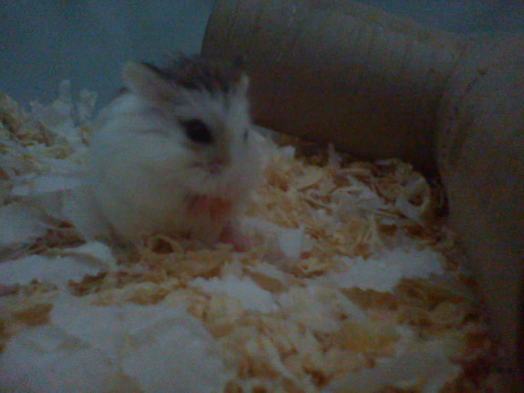 Chrupek :)