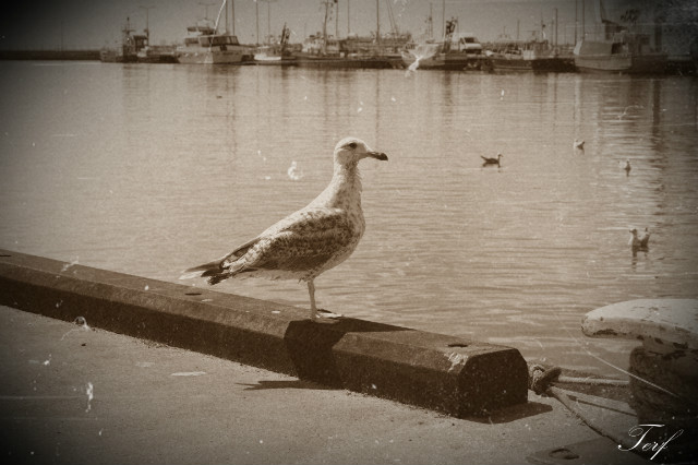 bird