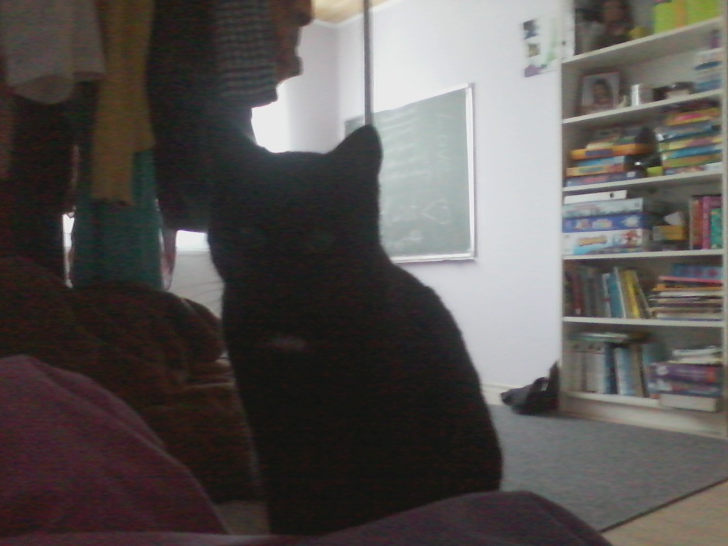 My cat 