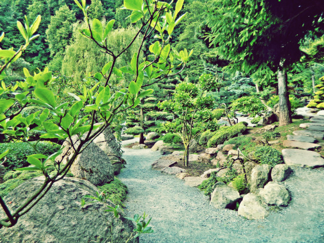 the wild nature