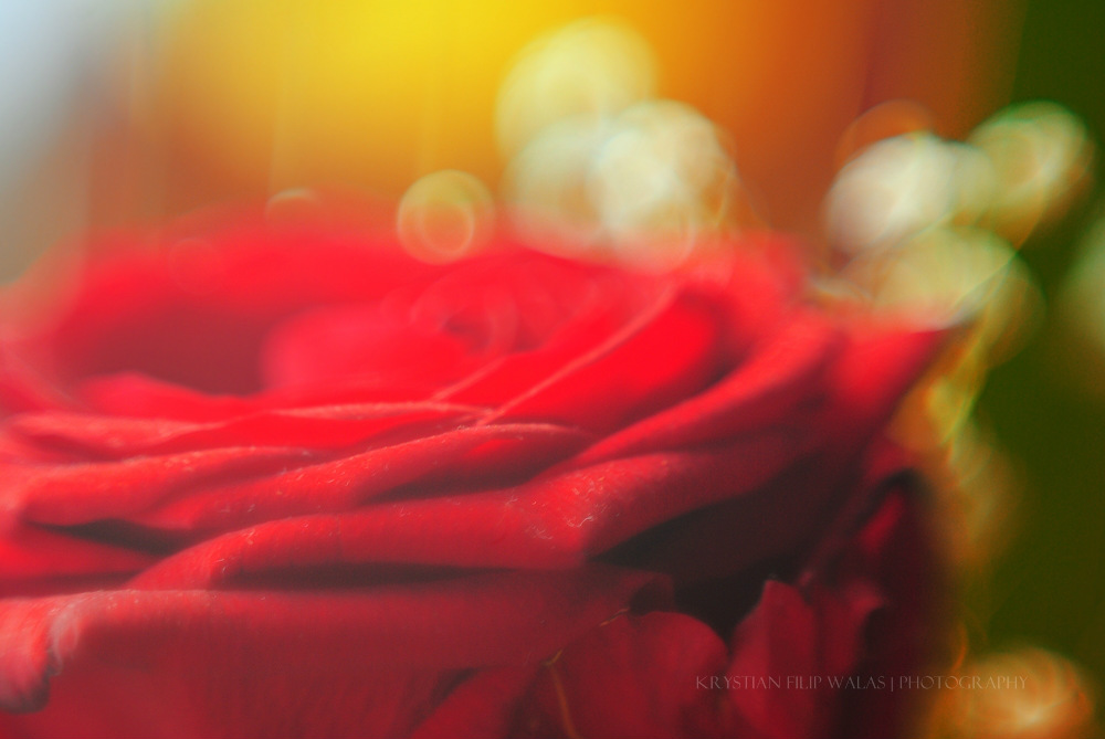rose. 