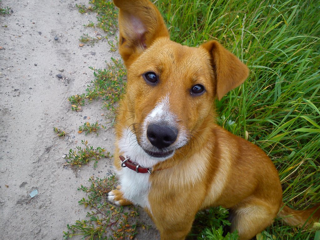 Bongo :3