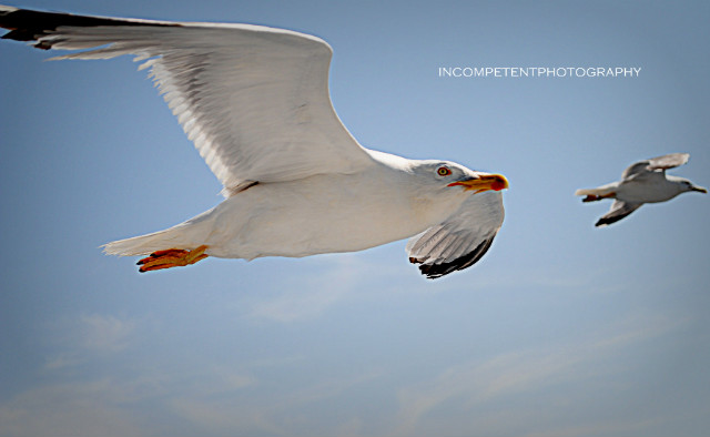 incompetentphotography