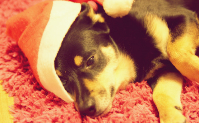 #11 mery krismas XDXD