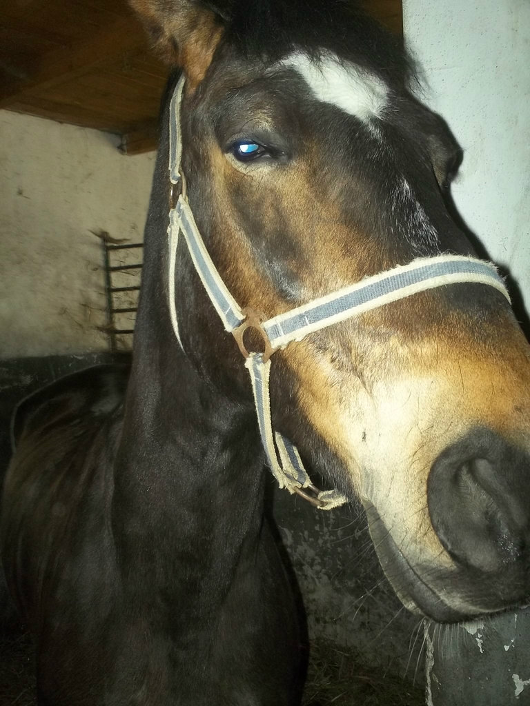staro 