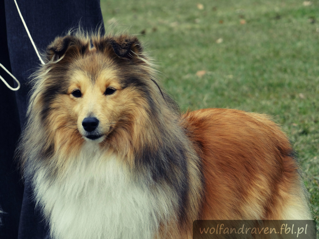 Sheltie.