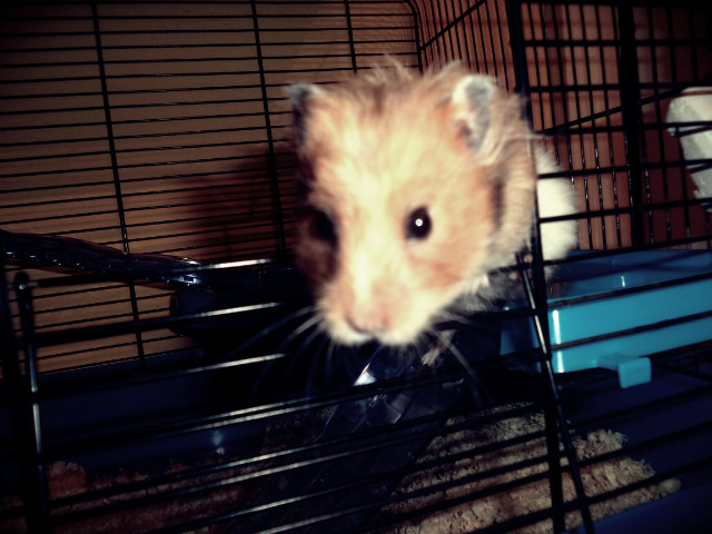 Chomiczek *o*