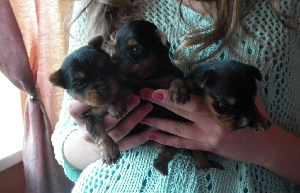 Yorki