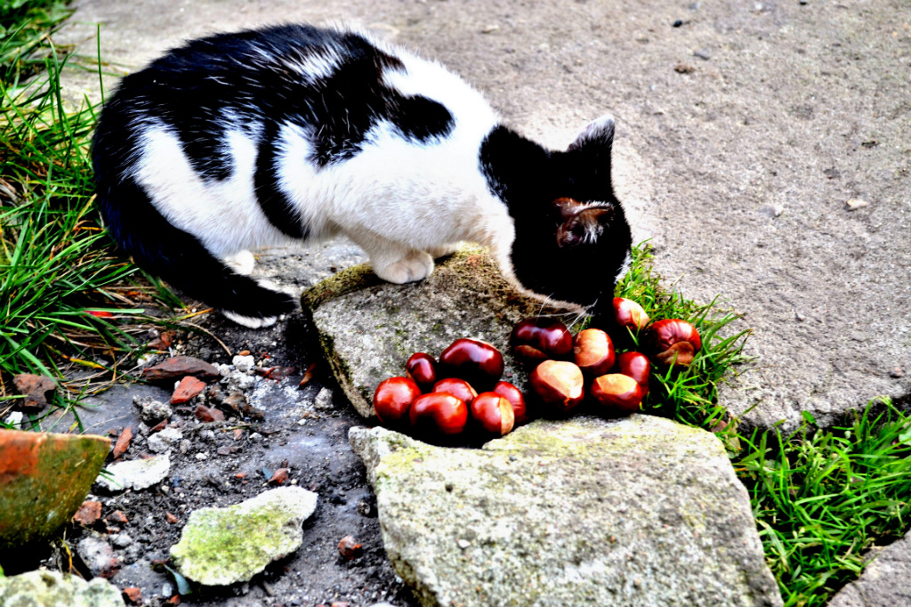 catcatcatcat