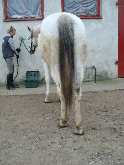 sylwester 