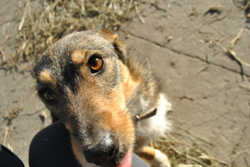 Nuka 