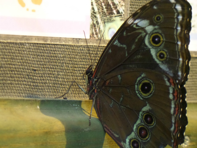 zoo 