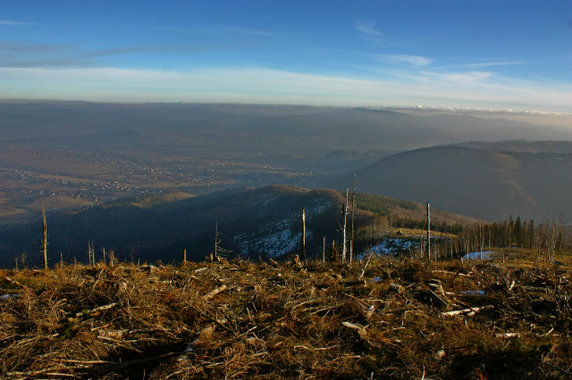 widoczek