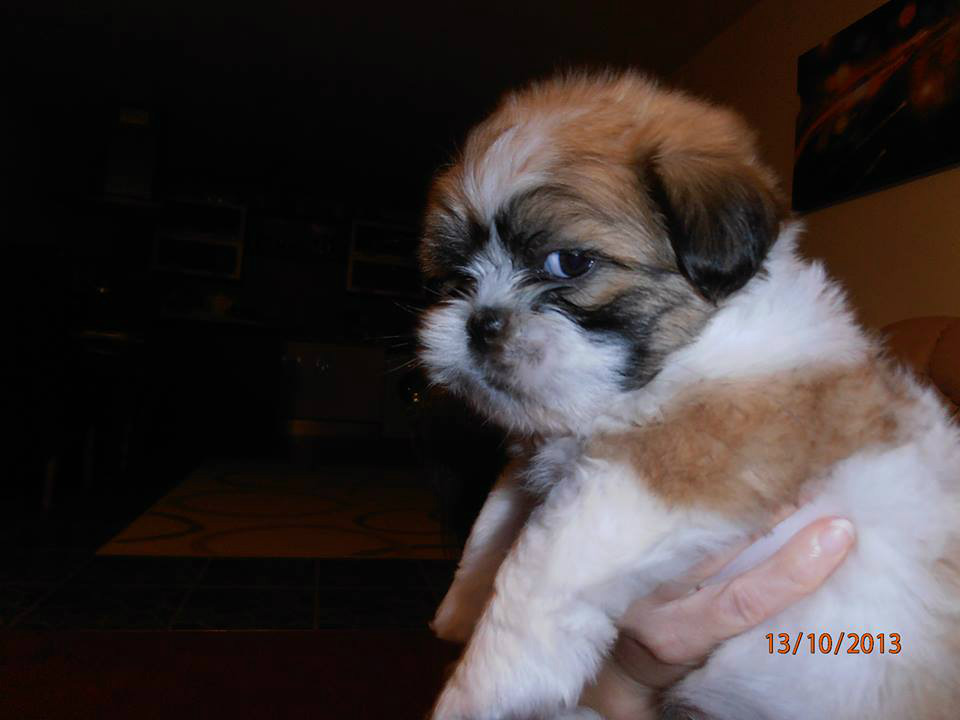 I'm not fat I'm fluffy -.- xD