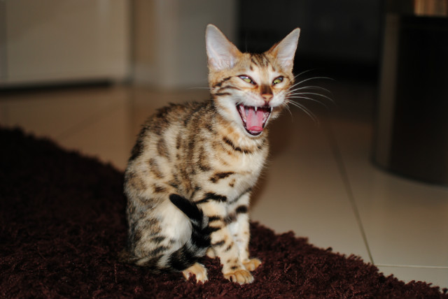 Bengal