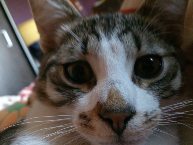 Koteeek mj! :* 