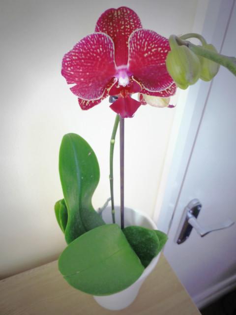 Orchidea