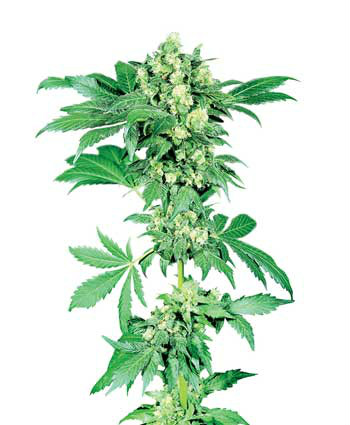 Afghani